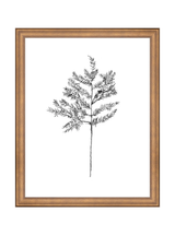 Winter Foliage Sketch II