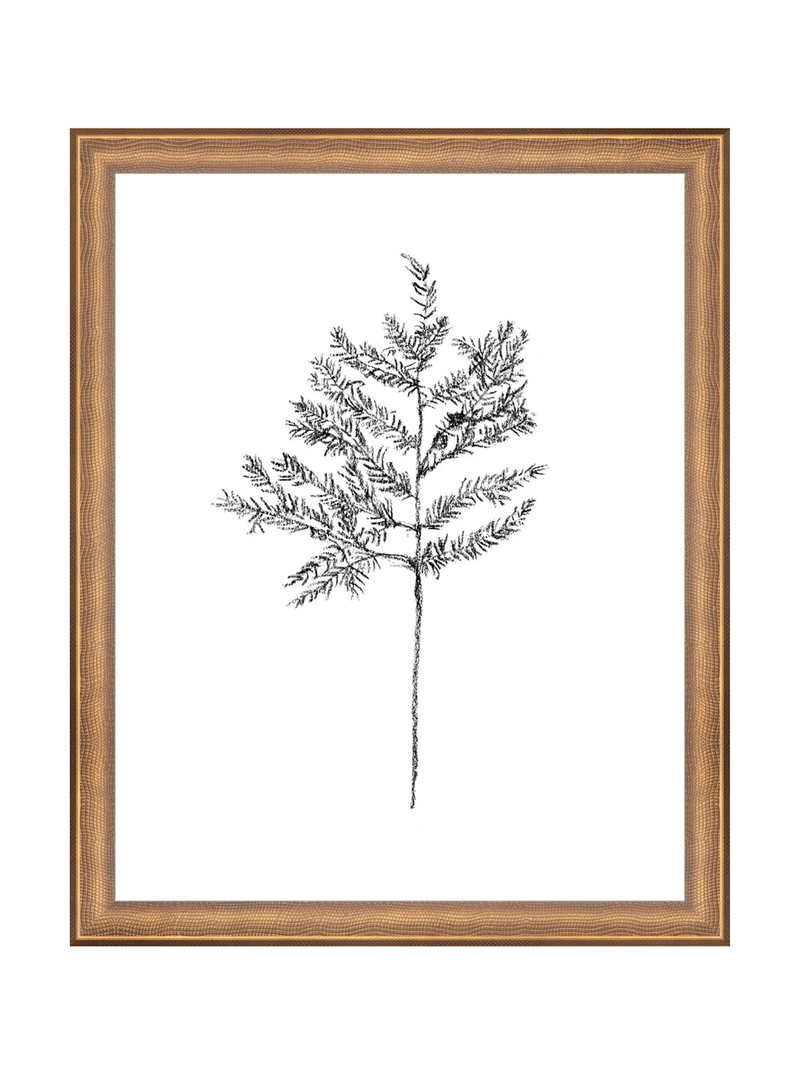 Winter Foliage Sketch II