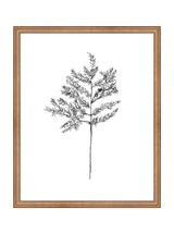 Winter Foliage Sketch II