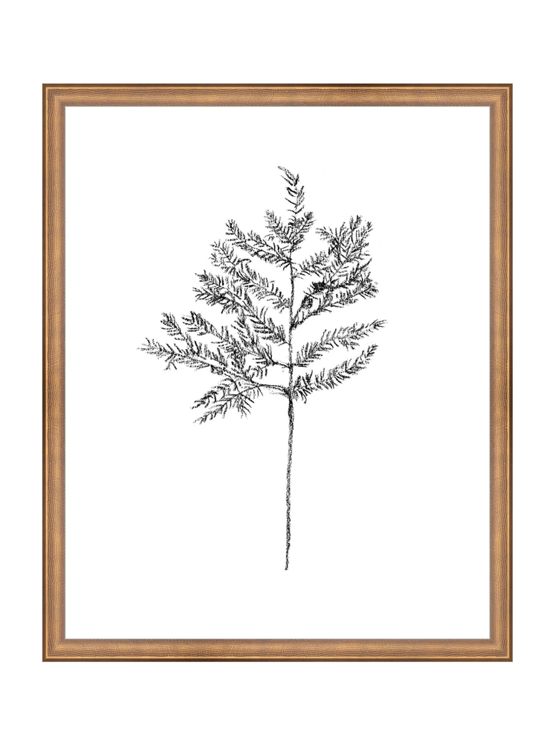 Winter Foliage Sketch II
