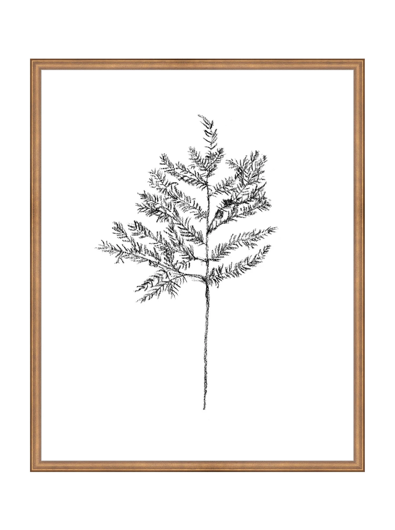 Winter Foliage Sketch II
