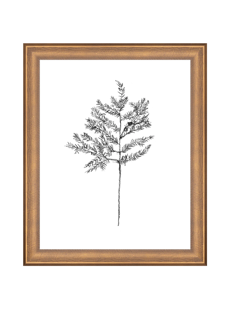 Winter Foliage Sketch II
