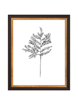 Winter Foliage Sketch II