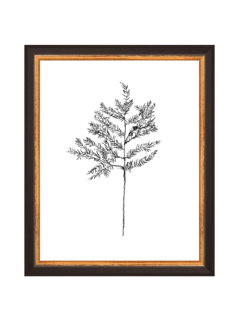 Winter Foliage Sketch II