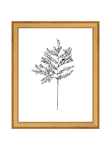 Winter Foliage Sketch II