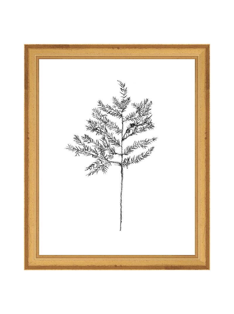 Winter Foliage Sketch II