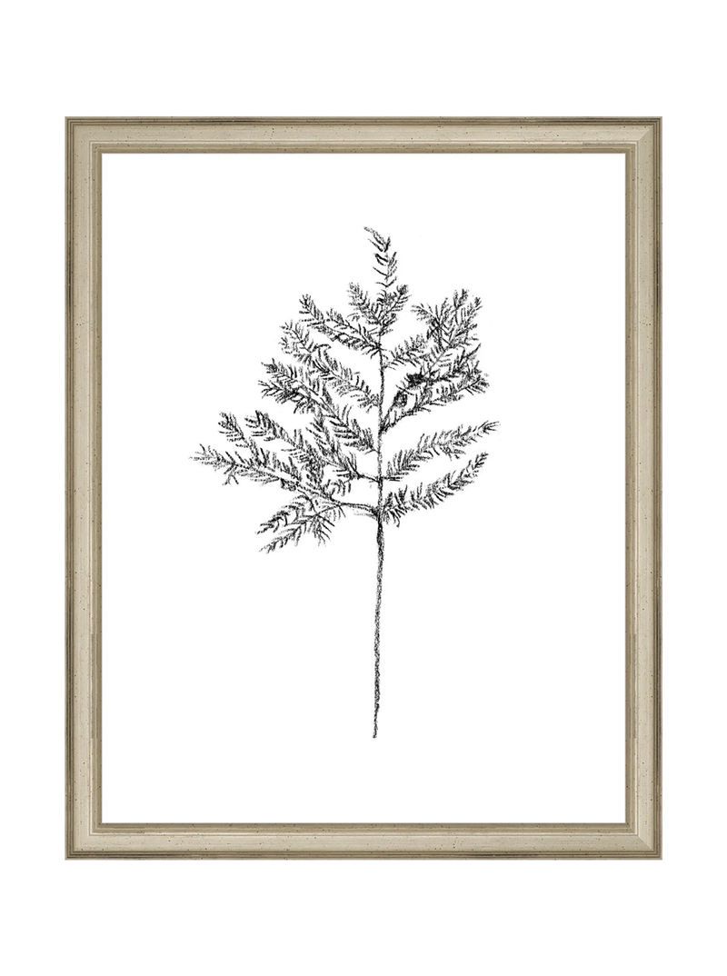 Winter Foliage Sketch II
