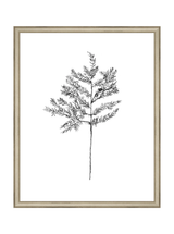 Winter Foliage Sketch II