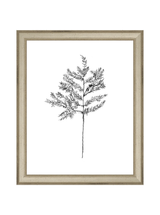 Winter Foliage Sketch II