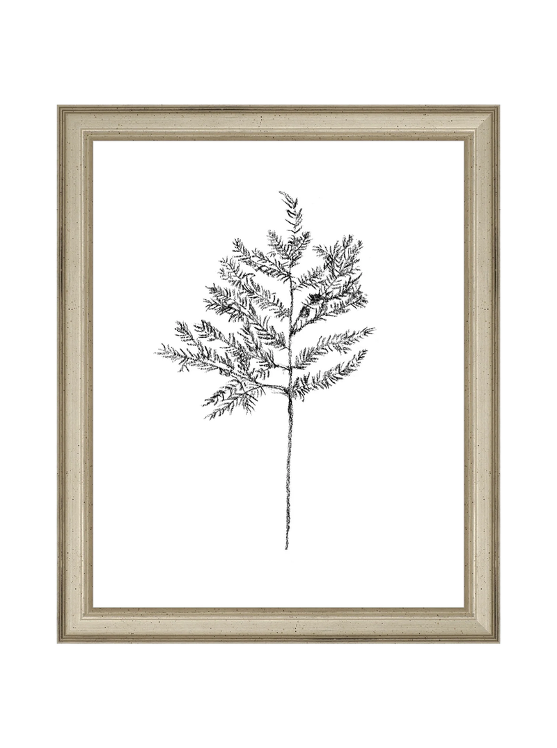 Winter Foliage Sketch II