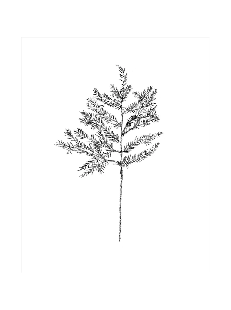 Winter Foliage Sketch II