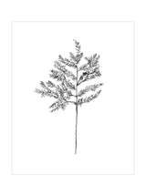 Winter Foliage Sketch II