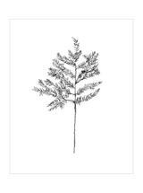 Winter Foliage Sketch II