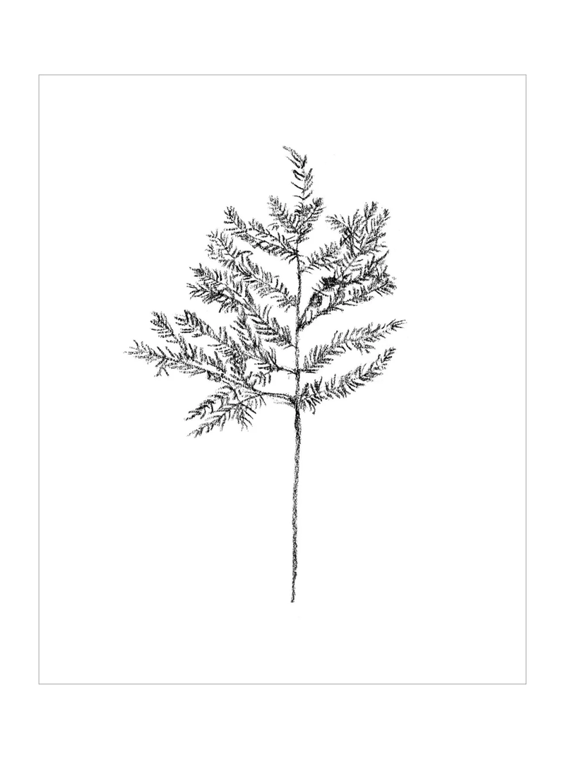 Winter Foliage Sketch II