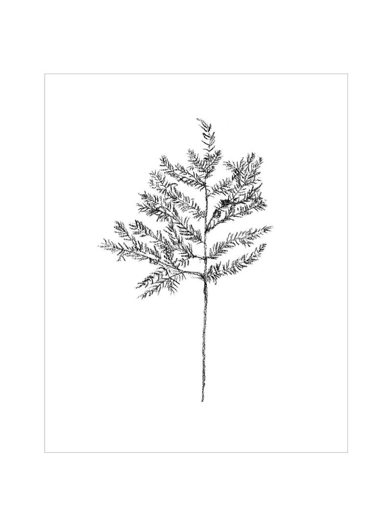 Winter Foliage Sketch II