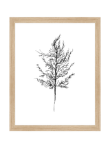Winter Foliage Sketch III