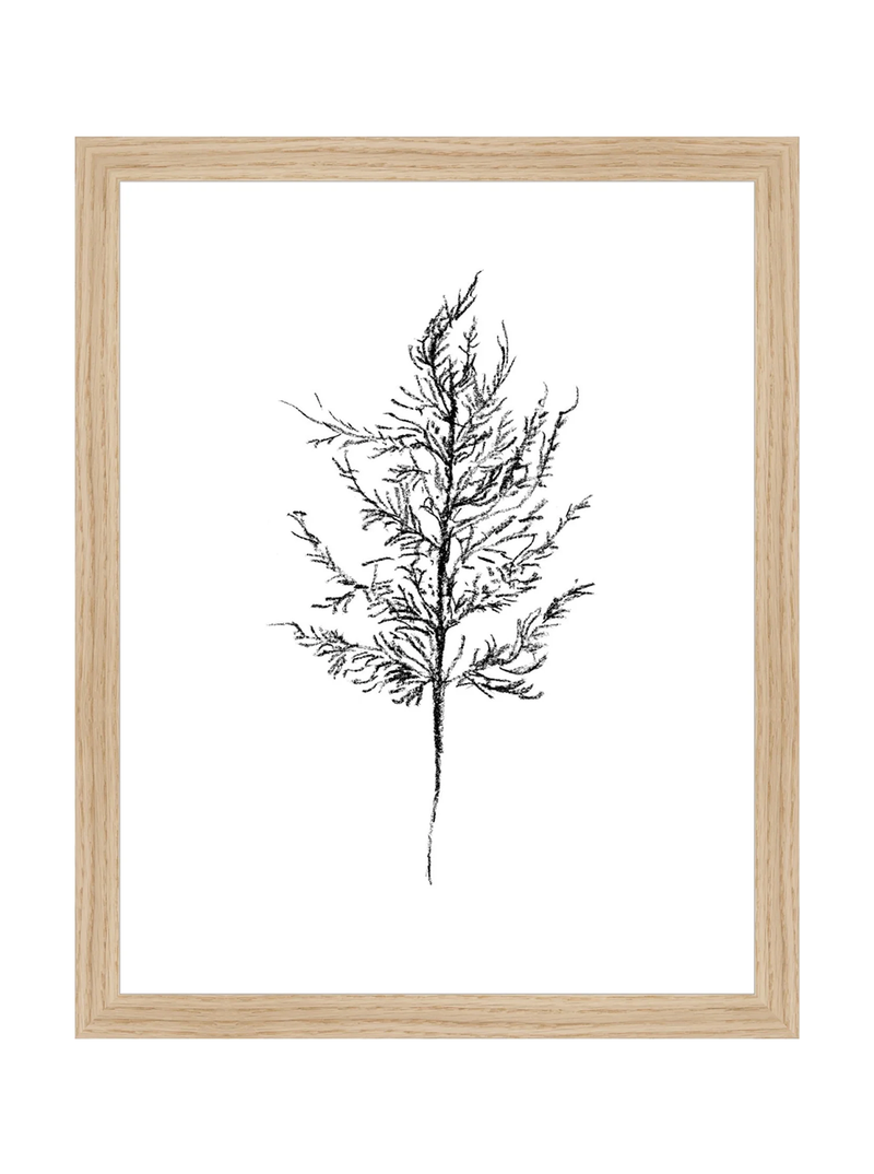 Winter Foliage Sketch III