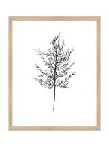 Winter Foliage Sketch III