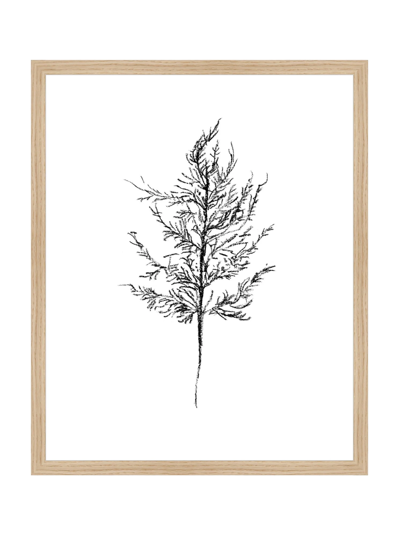 Winter Foliage Sketch III