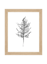 Winter Foliage Sketch III
