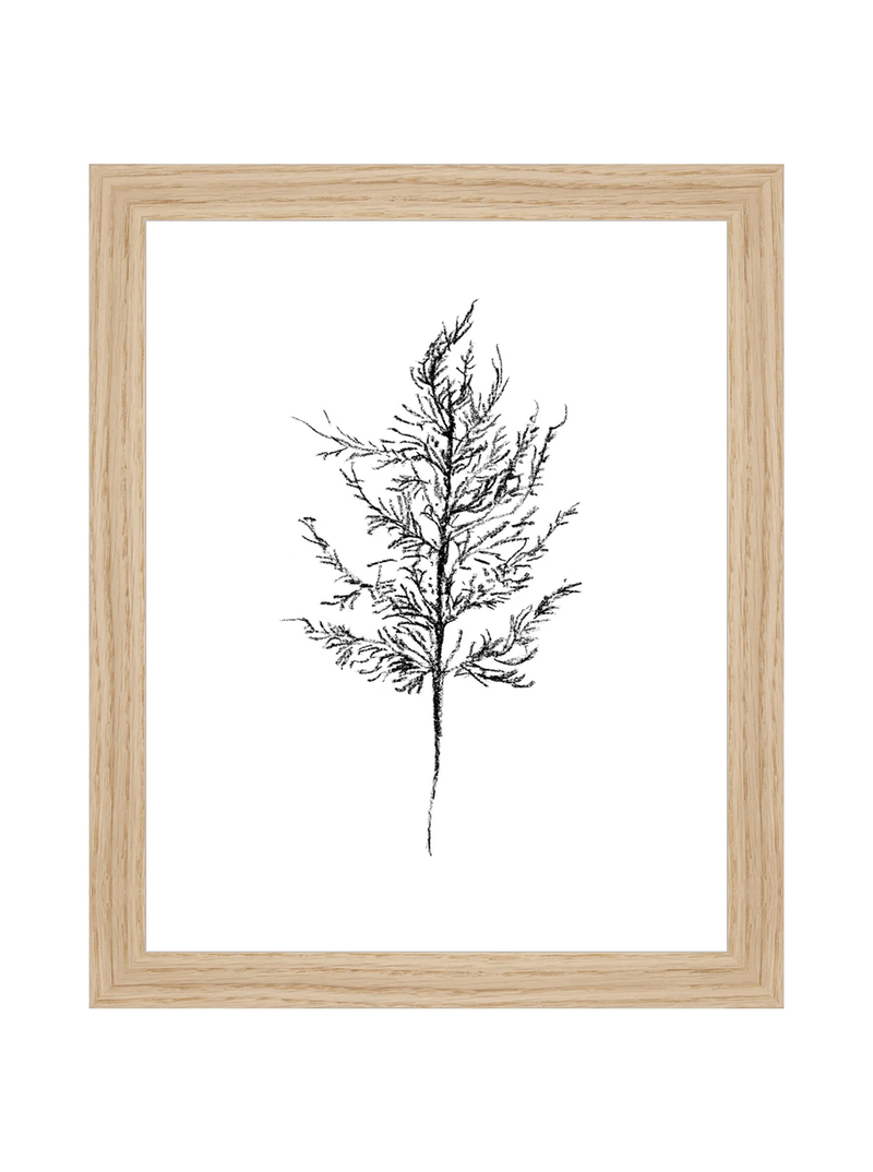 Winter Foliage Sketch III