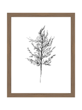 Winter Foliage Sketch III