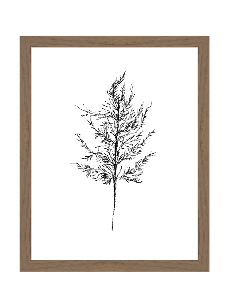 Winter Foliage Sketch III