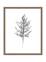 Winter Foliage Sketch III