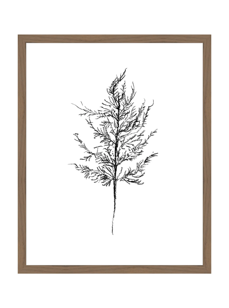 Winter Foliage Sketch III