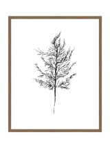 Winter Foliage Sketch III