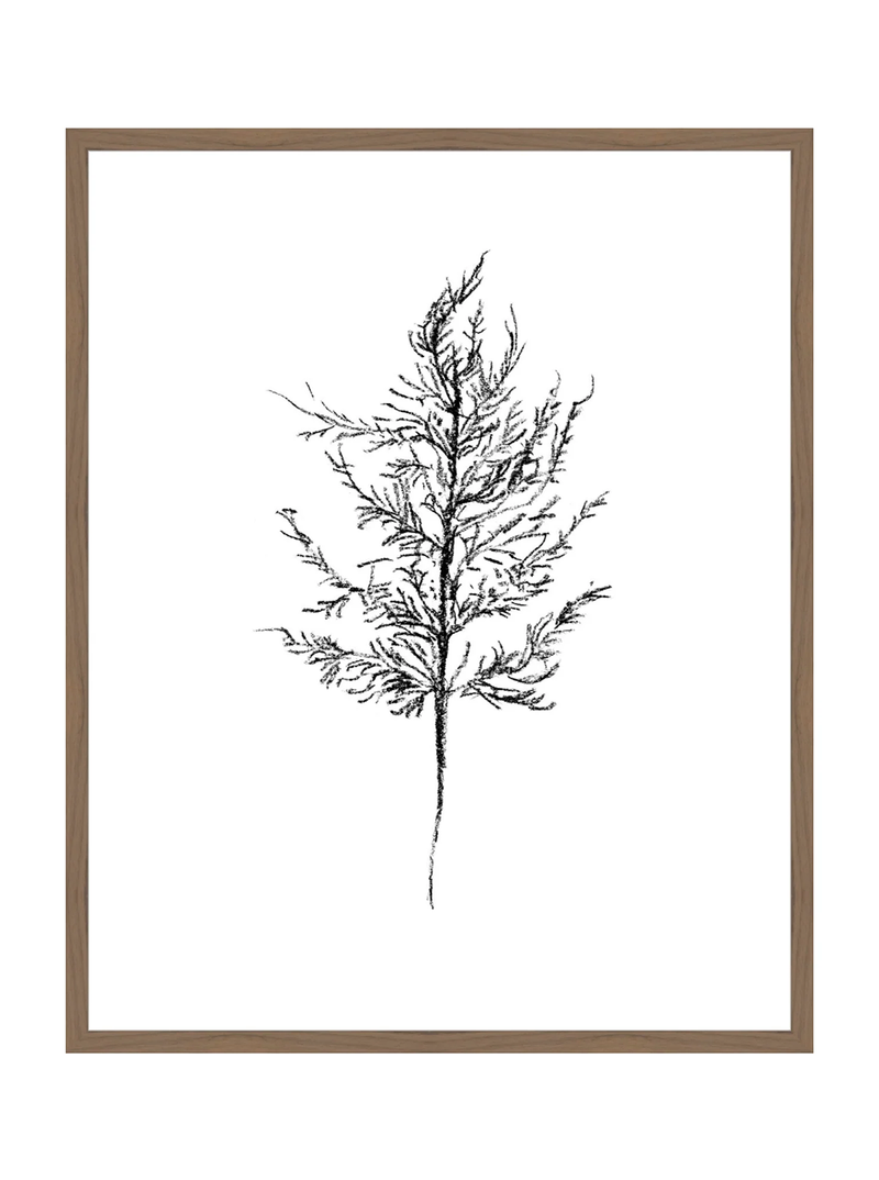 Winter Foliage Sketch III