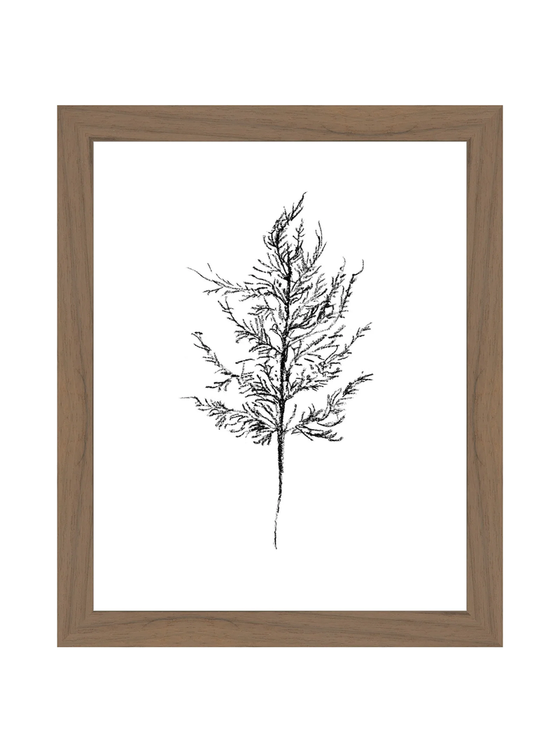 Winter Foliage Sketch III