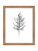 Winter Foliage Sketch III
