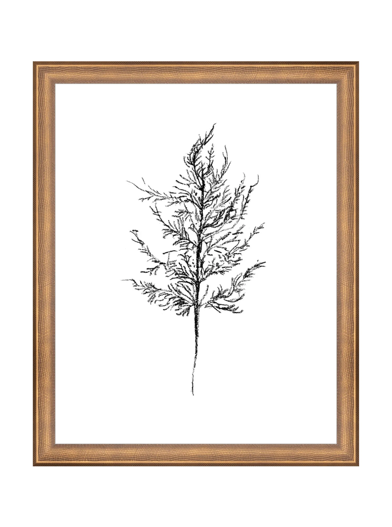 Winter Foliage Sketch III