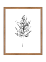 Winter Foliage Sketch III