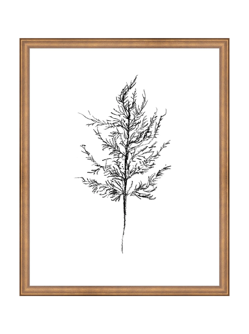 Winter Foliage Sketch III