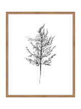 Winter Foliage Sketch III