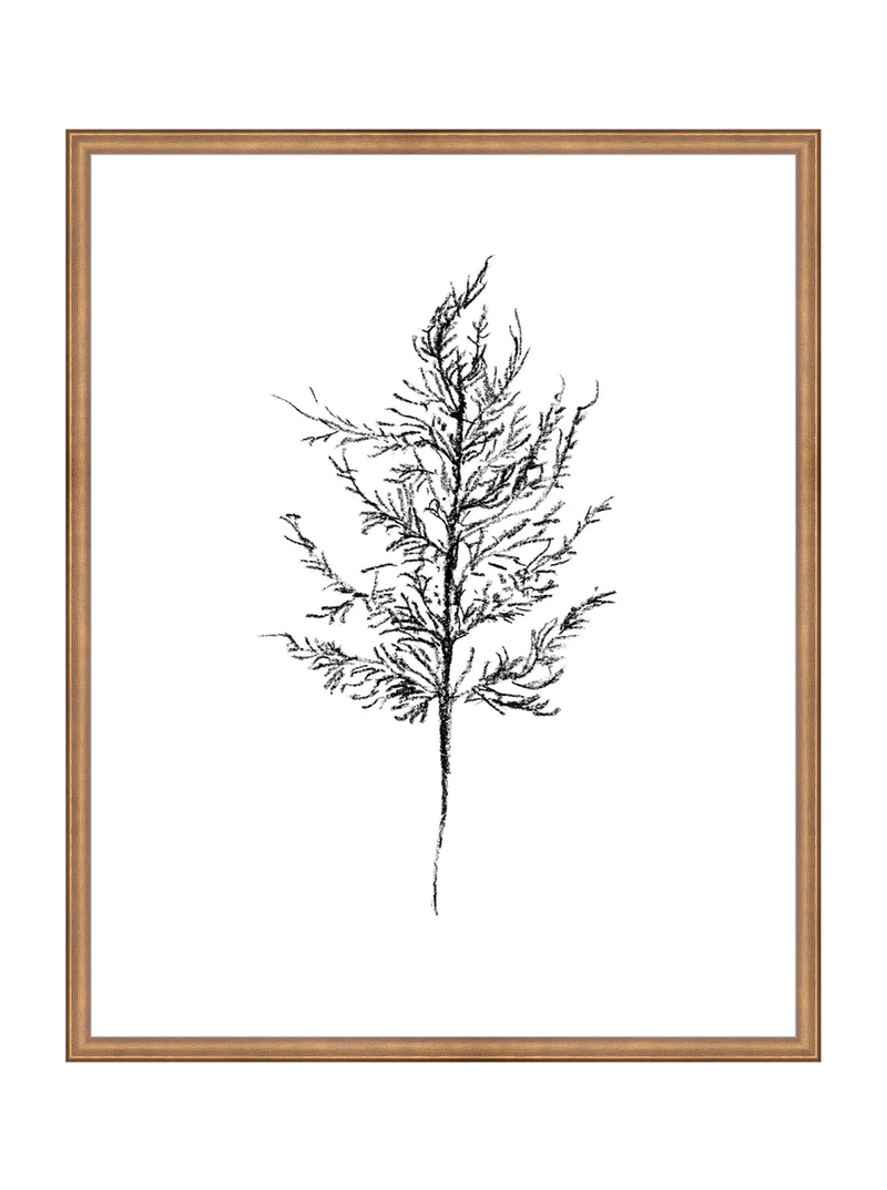Winter Foliage Sketch III