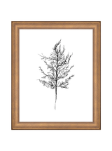 Winter Foliage Sketch III