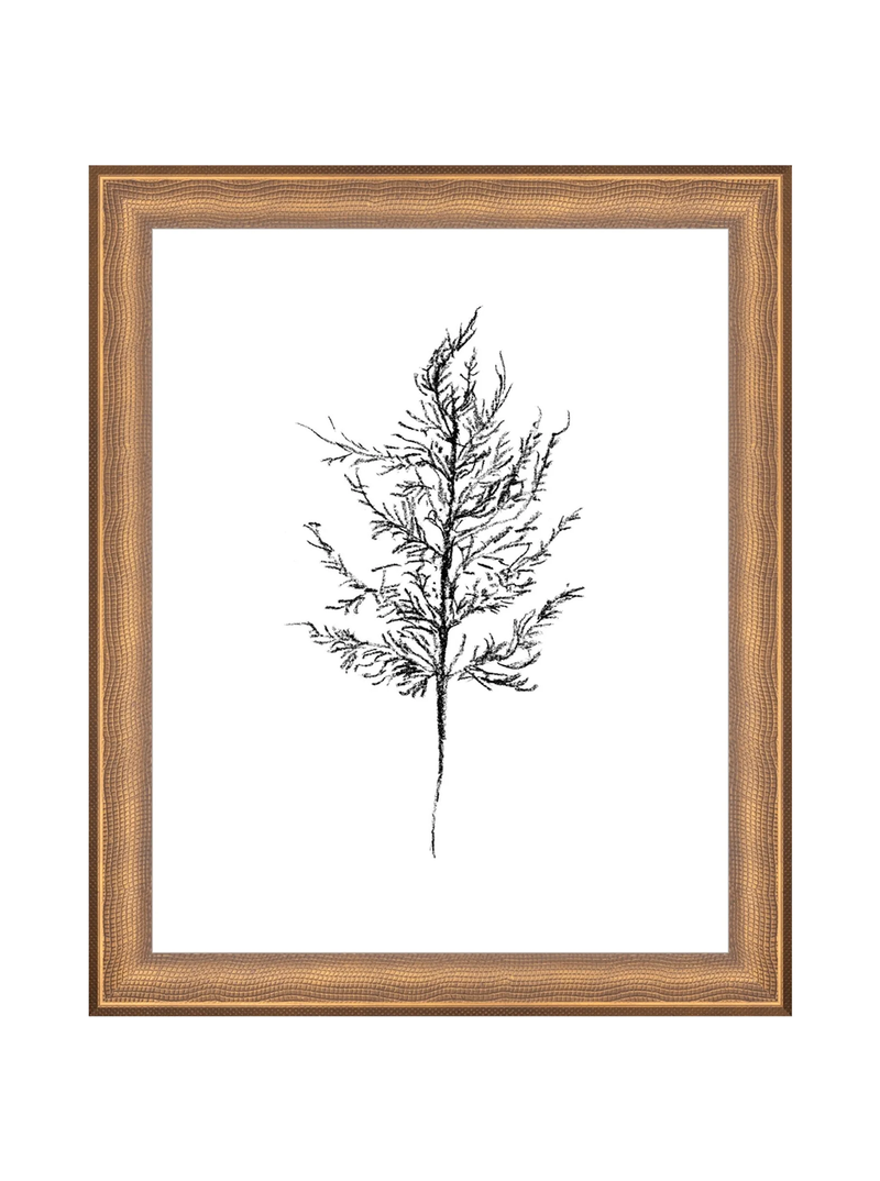 Winter Foliage Sketch III