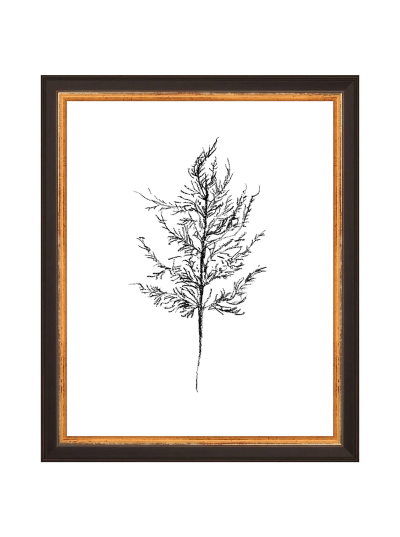 Winter Foliage Sketch III