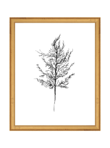 Winter Foliage Sketch III
