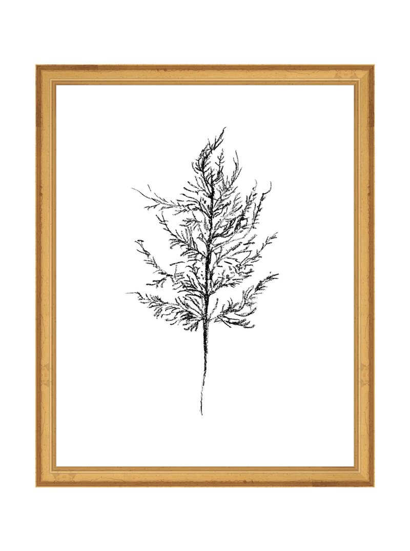 Winter Foliage Sketch III