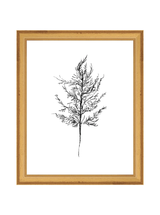 Winter Foliage Sketch III