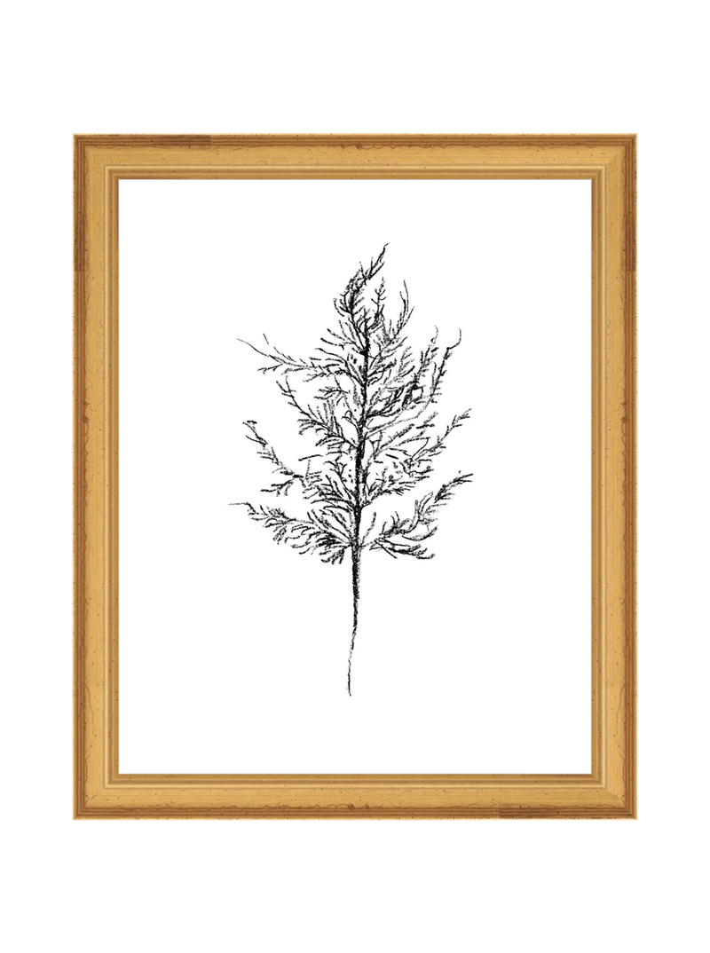 Winter Foliage Sketch III