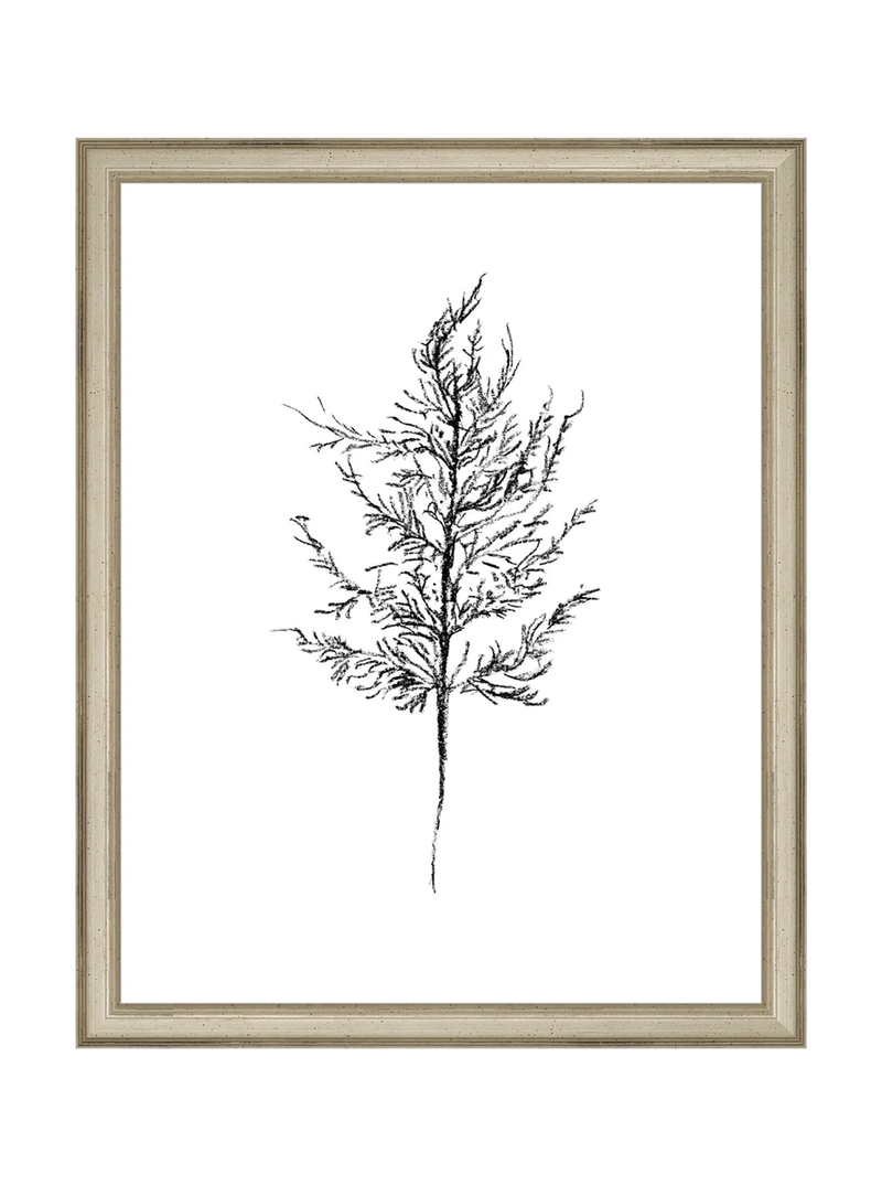Winter Foliage Sketch III