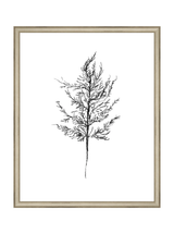Winter Foliage Sketch III
