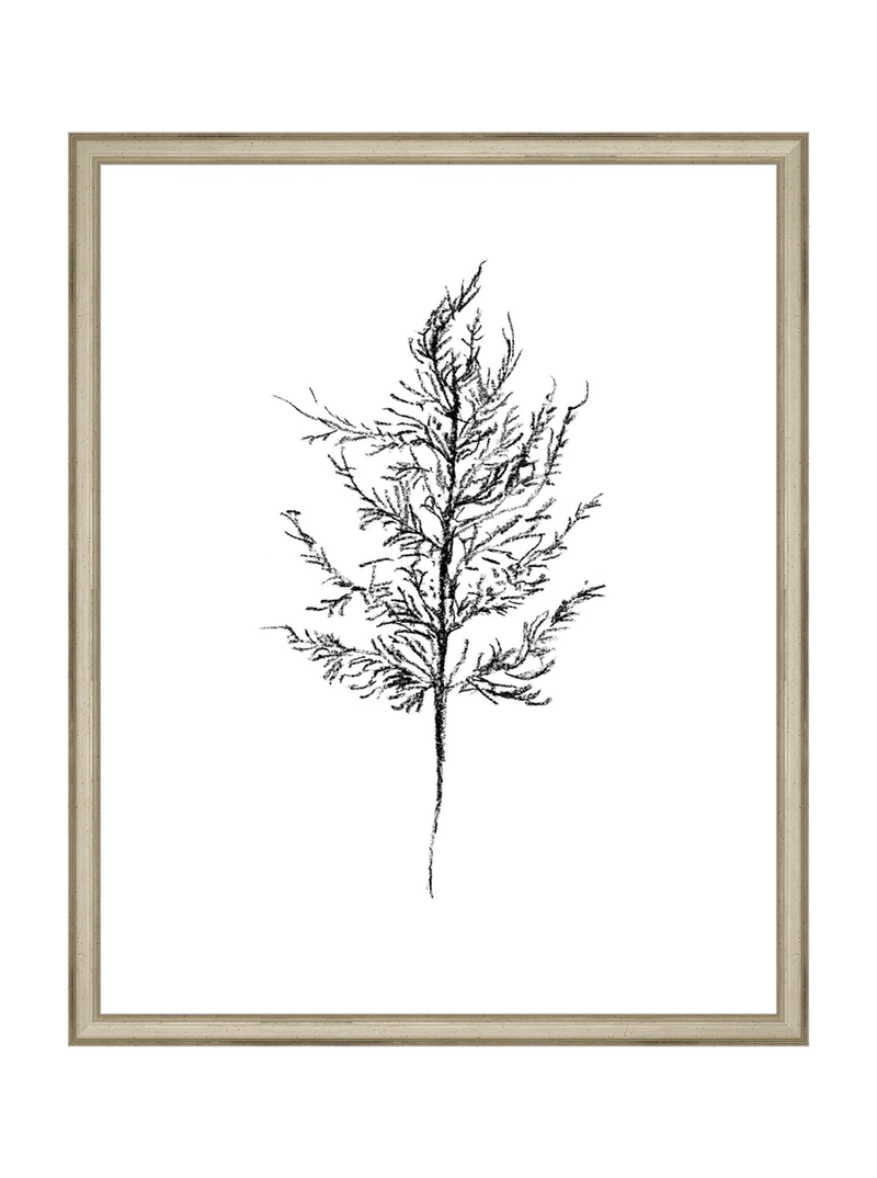 Winter Foliage Sketch III
