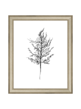 Winter Foliage Sketch III