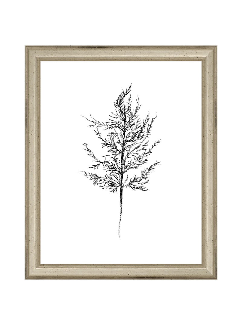 Winter Foliage Sketch III